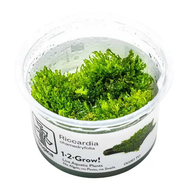 Tropica 'Coral Moss' Riccardia chamedryfolia 1-2-Grow!