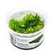 Tropica 'Coral Moss' Riccardia chamedryfolia 1-2-Grow!