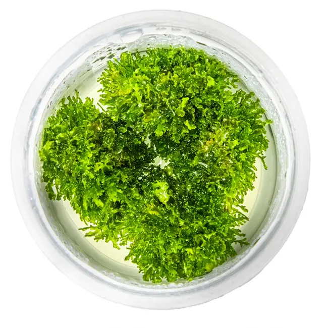 Tropica 'Coral Moss' Riccardia chamedryfolia 1-2-Grow!