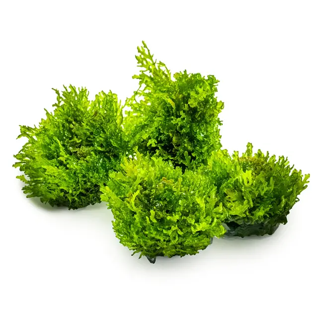 Tropica 'Coral Moss' Riccardia chamedryfolia 1-2-Grow!