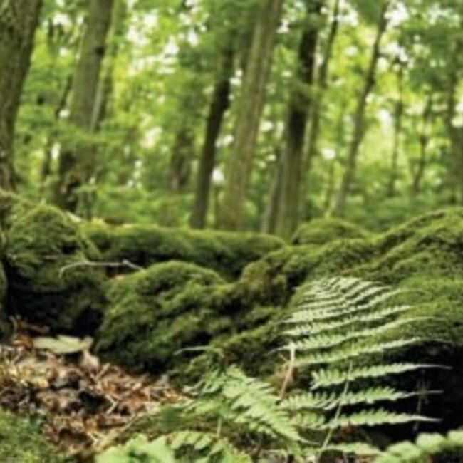 Galapagos Galapagos Terrarium Cling Forest  15 x 36in (40 Gal)