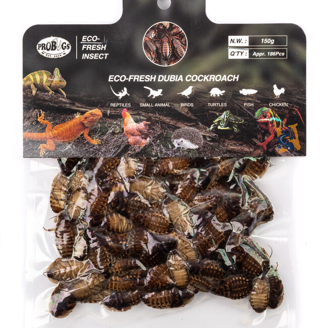 ProBugs Eco-Fresh Dubia Cockroaches Large 150g apx 186 pcs