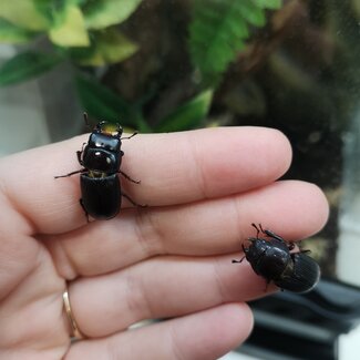 PAIR Antelope Stag Beetle Dorcus Paralleus