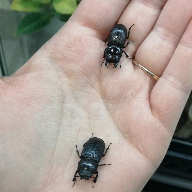 Male Antelope Stag Beetle Dorcus Paralleus