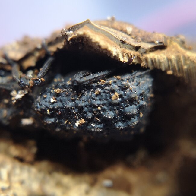 PAIR Forked Fungus Beetle Bolithotherus cornutus