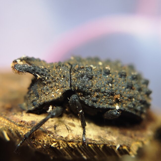 PAIR Forked Fungus Beetle Bolithotherus cornutus