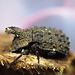 PAIR Forked Fungus Beetle Bolithotherus cornutus
