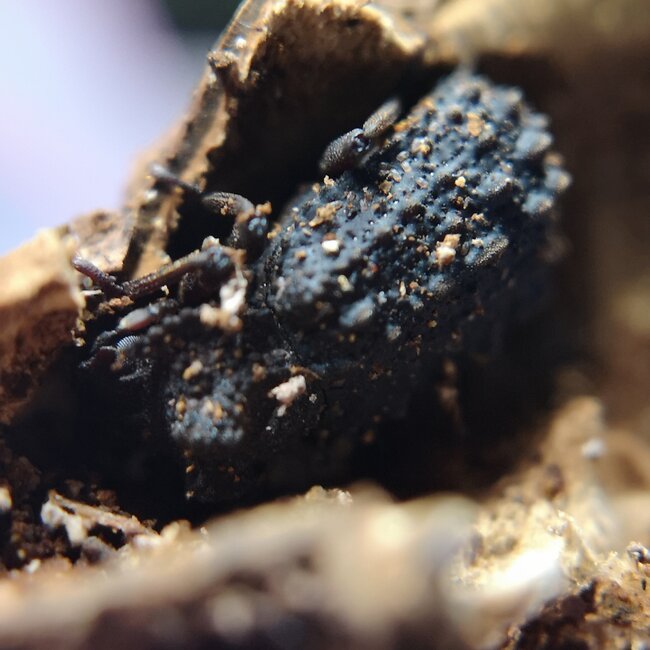 PAIR Forked Fungus Beetle Bolithotherus cornutus