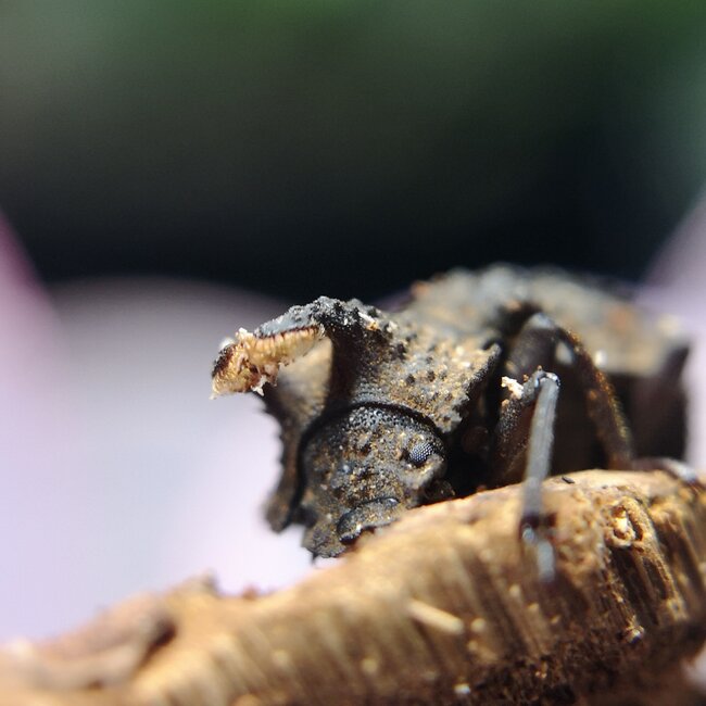 PAIR Forked Fungus Beetle Bolithotherus cornutus