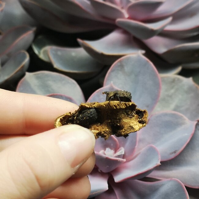 PAIR Forked Fungus Beetle Bolithotherus cornutus