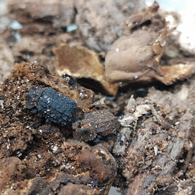 PAIR Forked Fungus Beetle Bolithotherus cornutus