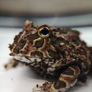 Coffee Pacman Frog