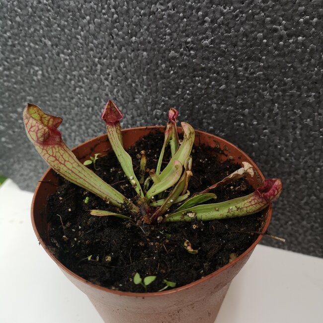 Pitcher Plant, Sarracenia Ewelina 4"