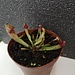 Pitcher Plant, Sarracenia Ewelina 4"