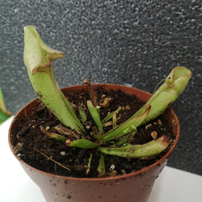 Pitcher Plant, Sarracenia Ewelina 4"