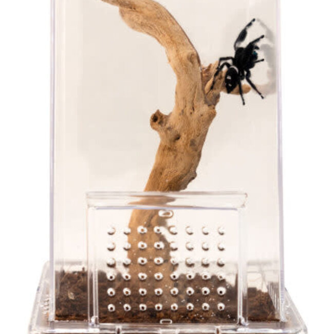 Zoo Med Zoo Med Jumping Spider Kit