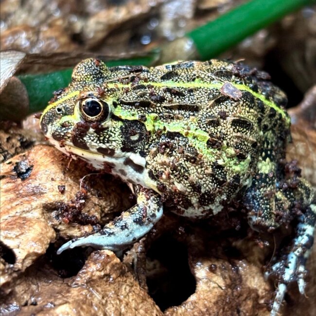Giant African Pixie Frog