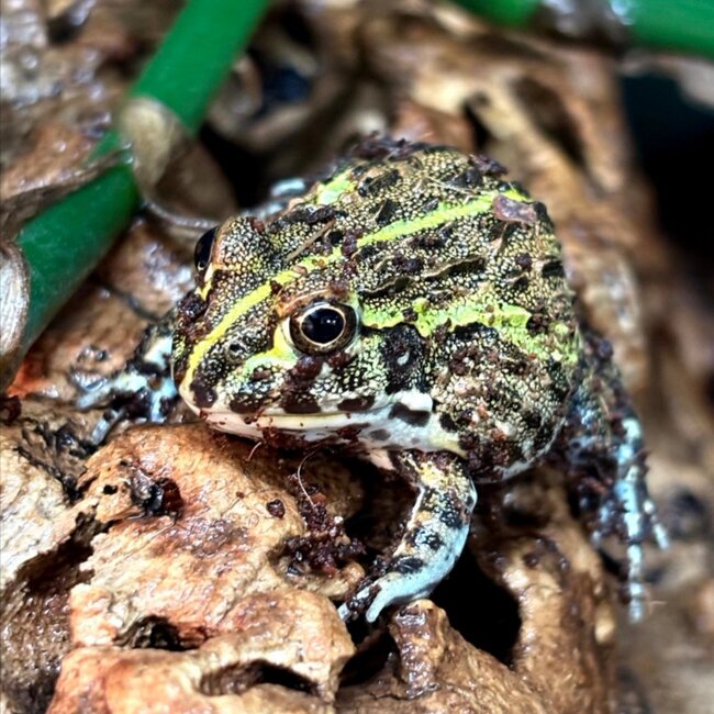 Giant African Pixie Frog