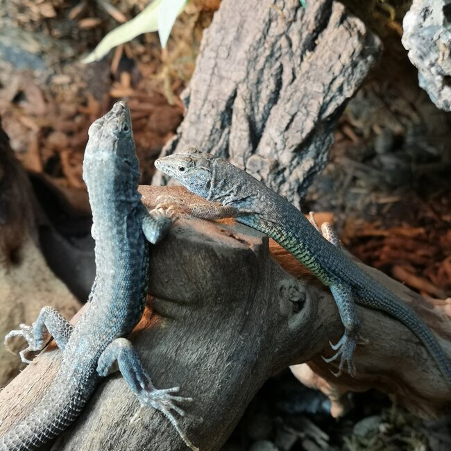 Common Long Tail Lacerta, Latastia longicaudata