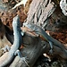 Common Long Tail Lacerta, Latastia longicaudata