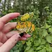 Frog Tree Games Pacman Frog Enamel Pin Frog Tree Games