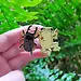 Frog Tree Games Frog and Beetle Dance Party Enamel 2" Pin Frog Tree Games