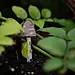 Green Frog : Fungi Buddies Enamel Pin Frog Tree Games
