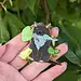 Frog Tree Games Fishy - Catfrogs Enamel 2" Pin Frog Tree Games