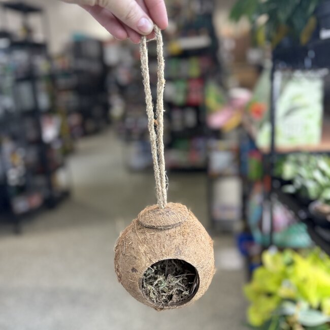 Hanging Coconut Hide with Moss