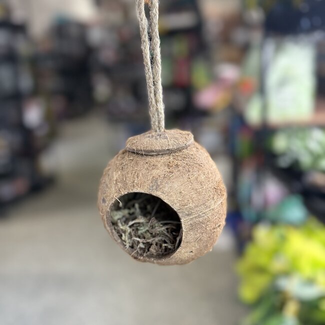 Hanging Coconut Hide with Moss