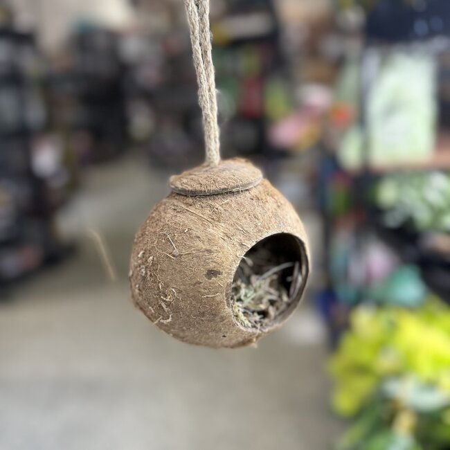 Hanging Coconut Hide with Moss