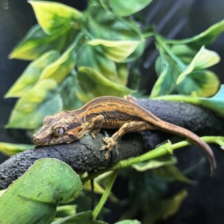 Red Orange Stripe Gargoyle Gecko