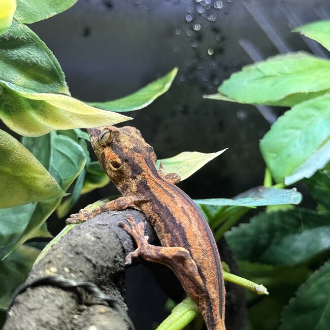 Red Orange Stripe Gargoyle Gecko