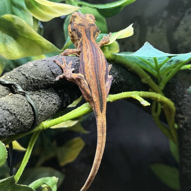 Red Orange Stripe Gargoyle Gecko