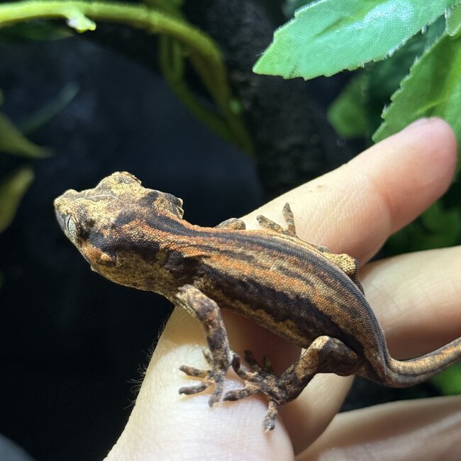 Red Orange Stripe Gargoyle Gecko