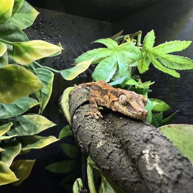 Red Orange Stripe Gargoyle Gecko
