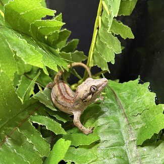 Red Stripe Gargoyle Gecko