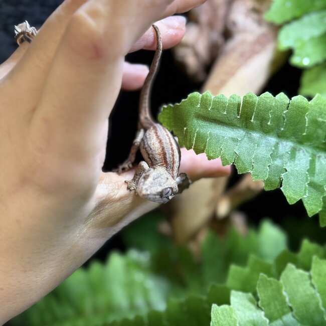Red Stripe Gargoyle Gecko