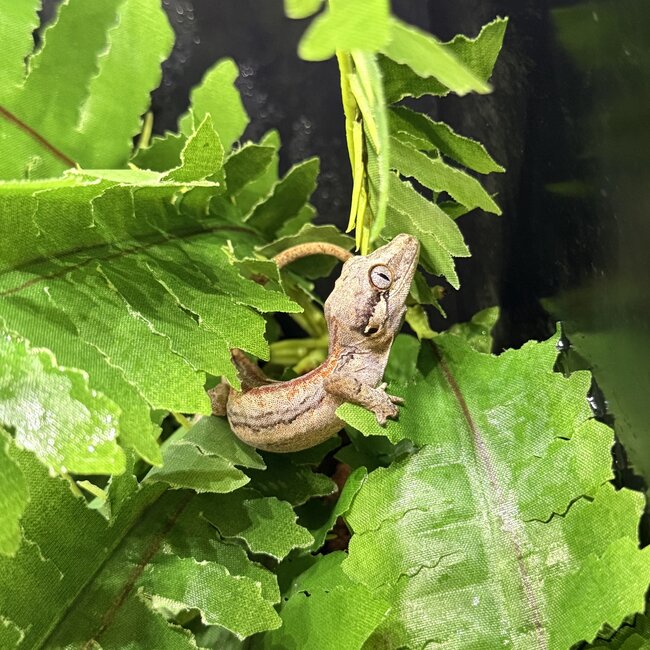 Red Stripe Gargoyle Gecko