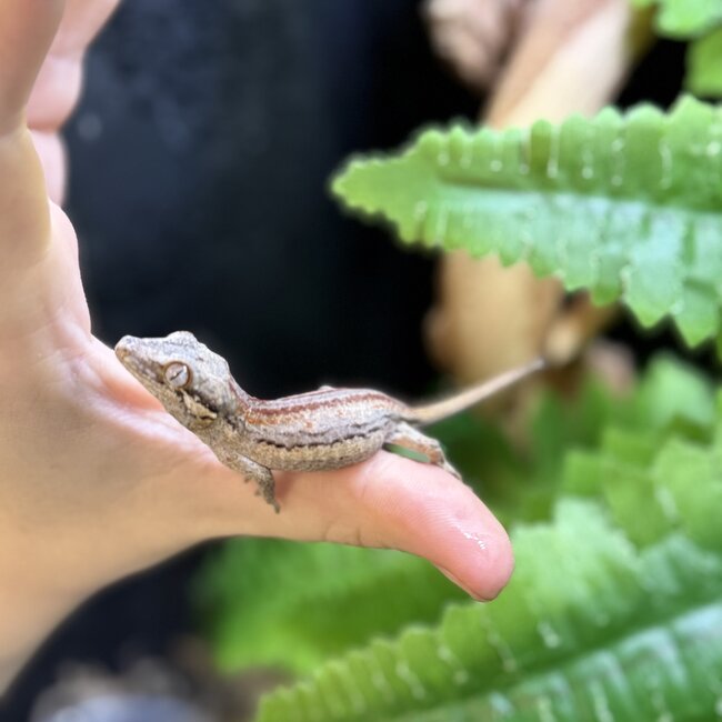 Red Stripe Gargoyle Gecko