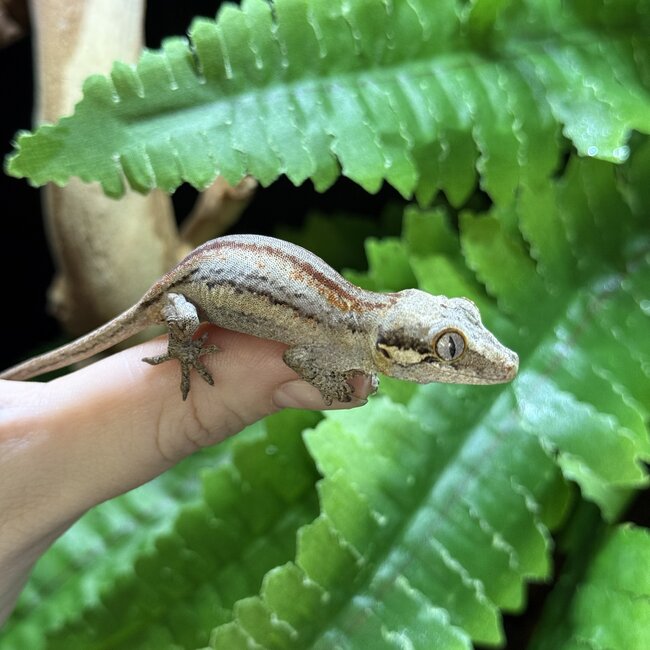 Red Stripe Gargoyle Gecko