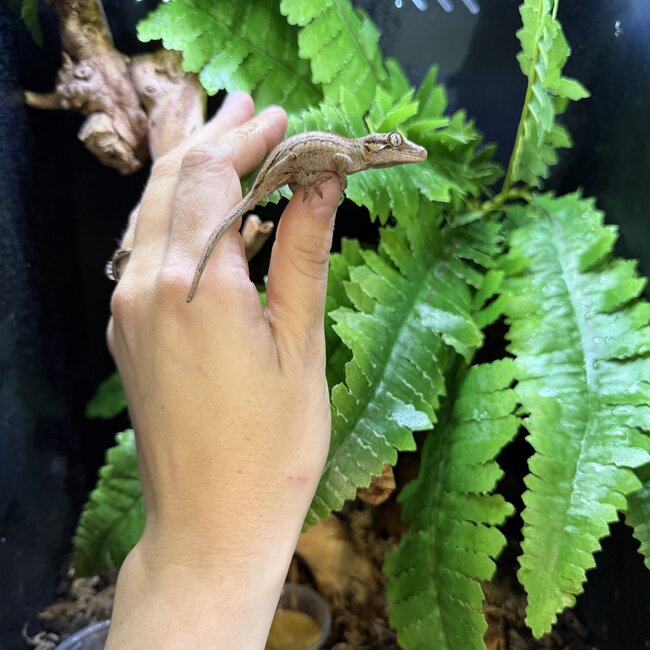 Red Stripe Gargoyle Gecko