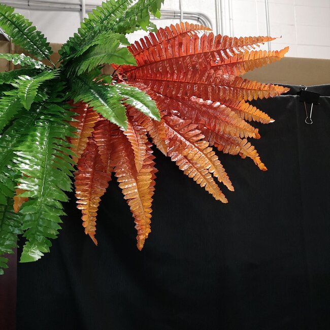 Roonami Boston Fern - Large - Fall Colours 19"