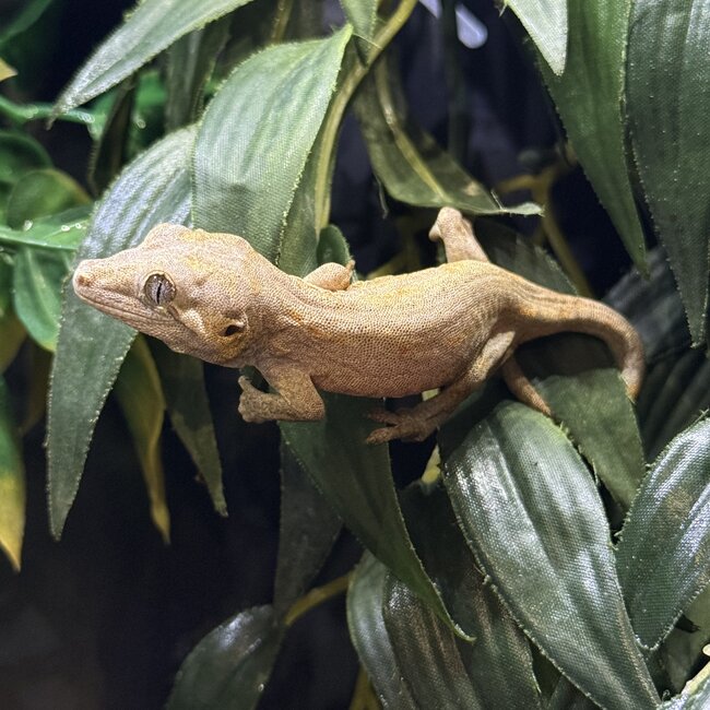Orange Blotch Gargoyle Gecko