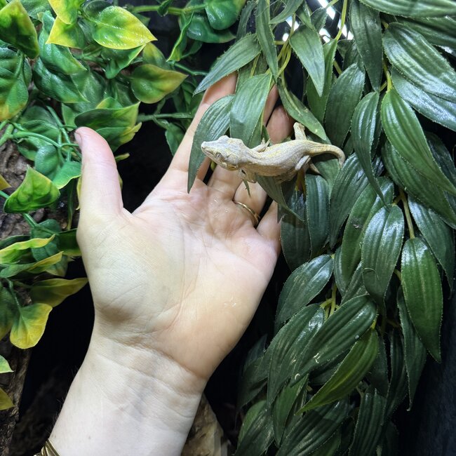Orange Blotch Gargoyle Gecko