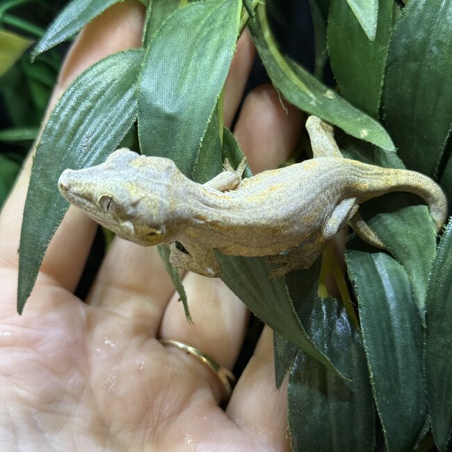 Orange Blotch Gargoyle Gecko