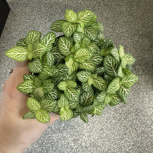 Fittonia 'Jolly Lemon' 4"