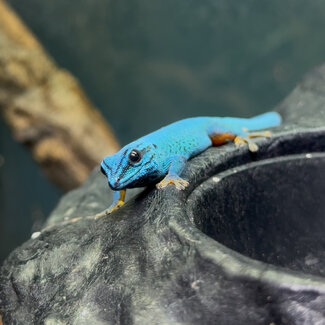 Electric Blue Day Gecko, Lygodactylus williamsi Male (Captive Bred)