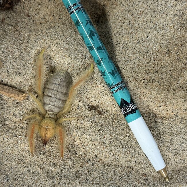 Fluffy Camel Spider, Paragaleodes Sericeus
