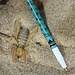 Fluffy Camel Spider, Paragaleodes Sericeus